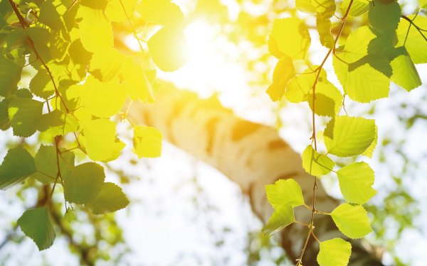 Солнце сквозь березы