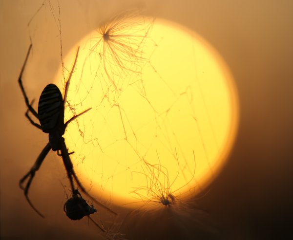 Кража солнца