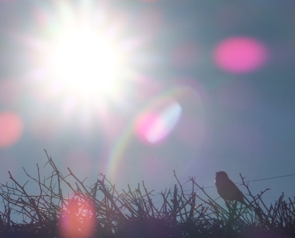 Солнце картинка