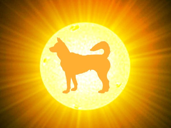 Собака на фоне солнца