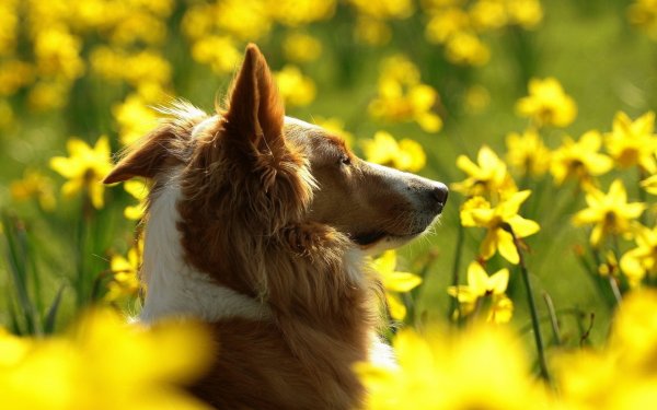 Собака на солнышке