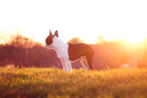 Собачьи мечты