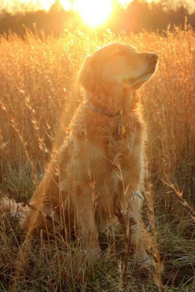 Фосс золотистый ретривер