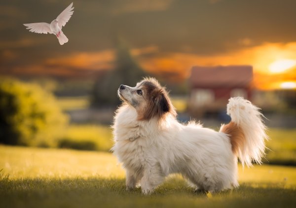 Собака на солнышке