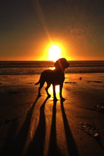 Собака Луна