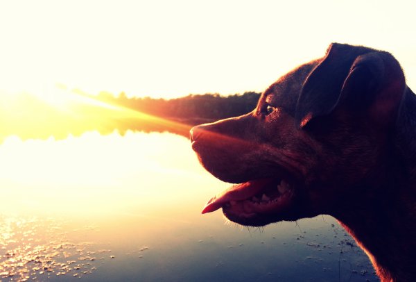 Собака на солнце