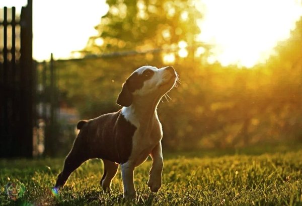 Собака в лучах солнца