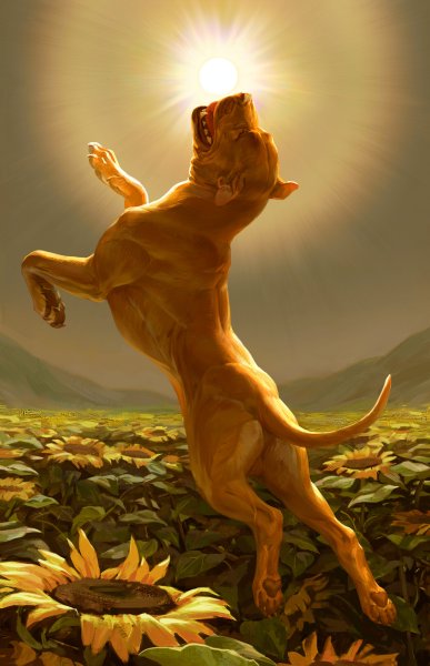 Солнце и животные