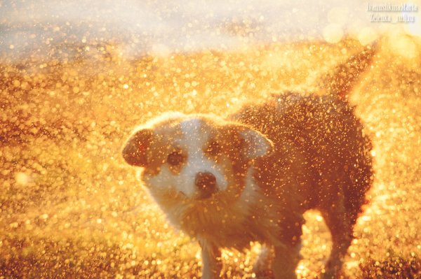 Утро солнце собака