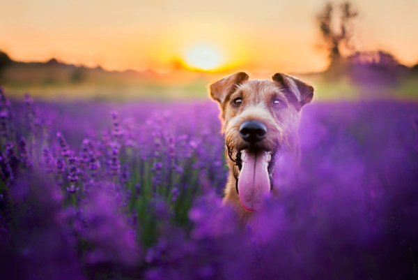 Собака на солнце