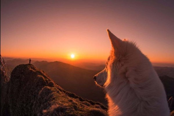 Волк на рассвете