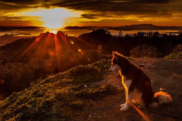 Собака на рассвете