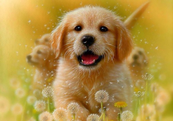 Собака породы солнце