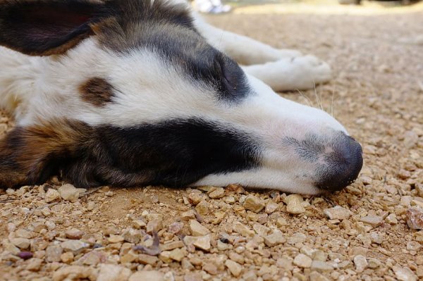 Солнечный свет и животные