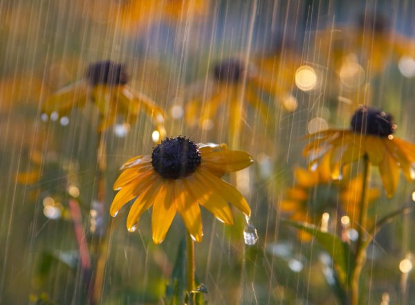 Природа после дождя