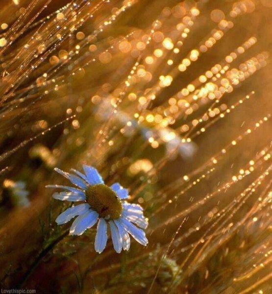 После грозы