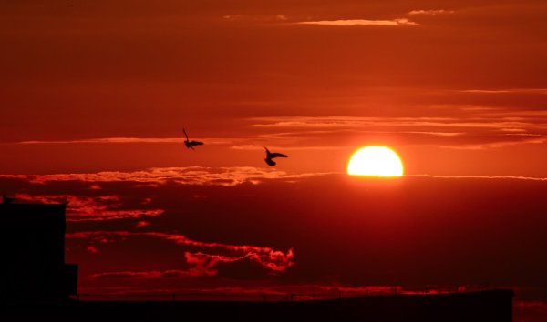 Птица на фоне красного солнца