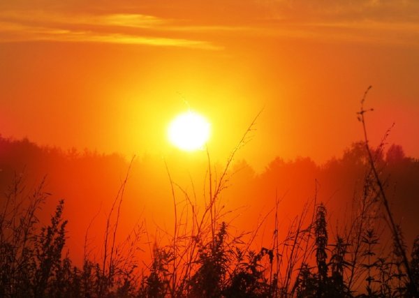Дерево на фоне заката