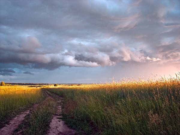 Поле после дождя