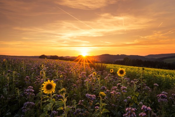 Солнечные лучи в поле