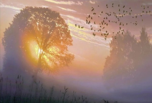 Дарю солнышко