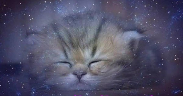 Спокойной ночи солнышко