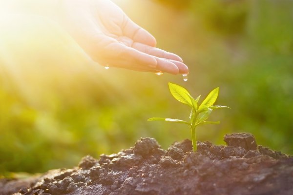 Росток цветка