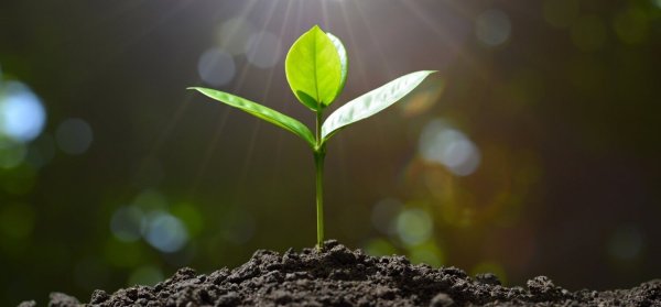 Жизнь растений.