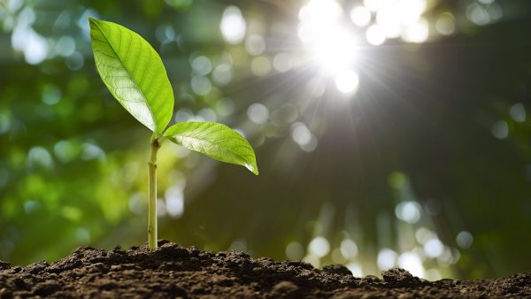 Росток дерева