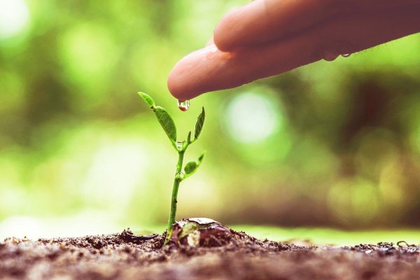 Росток из руки