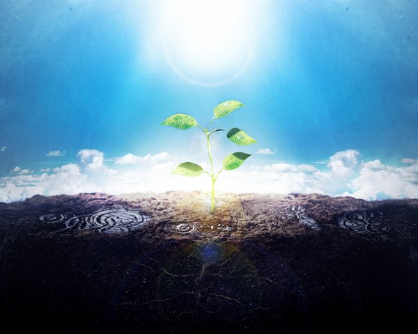 Росток природа