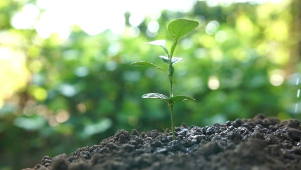 Росточком под солнцем