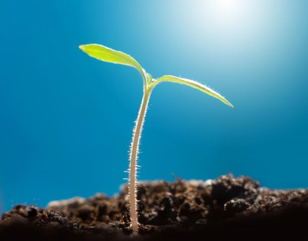 Проросток растения