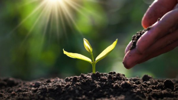 Росток из руки гиф