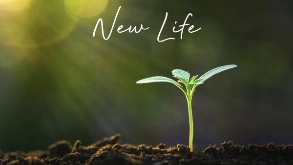 Листик Росток в земле