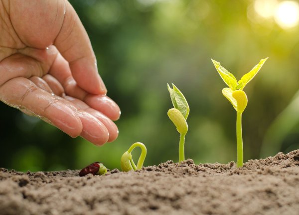 Росток из семени