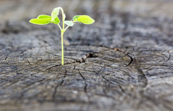 Росток плодоносный Иосиф Росток