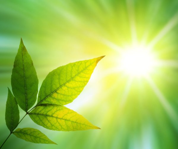 Зеленые листья и солнце