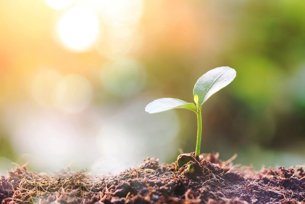 Росток весной