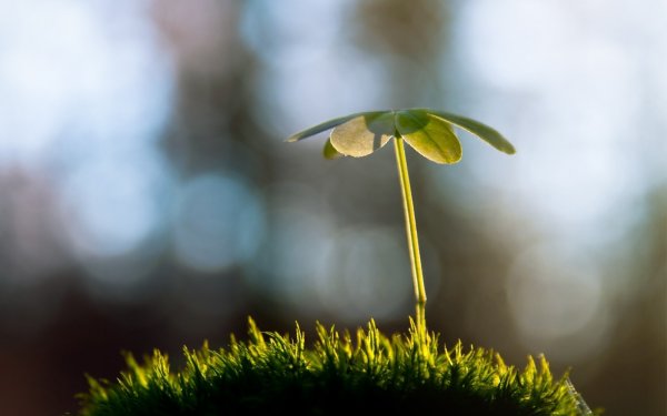 Росток клена