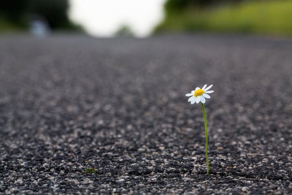 Растение сквозь асфальт