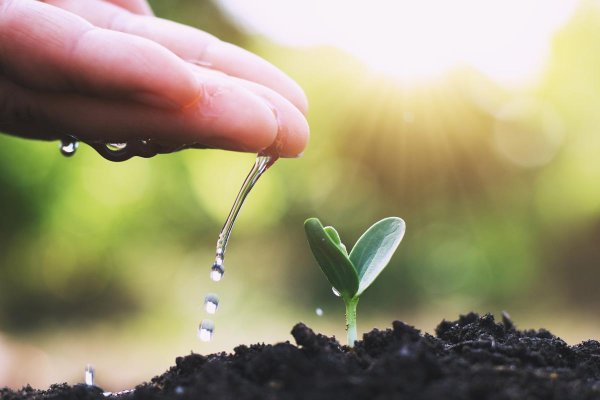 Руки Росток полив