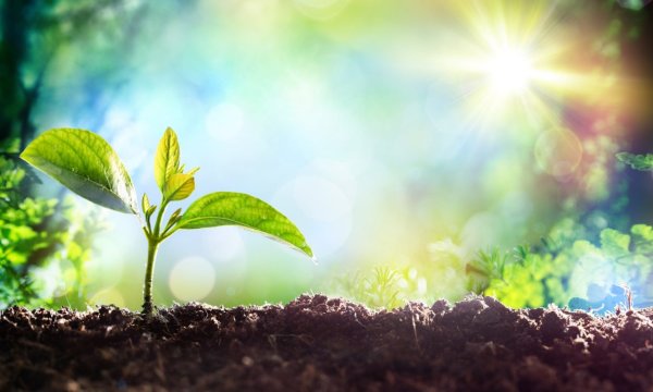 Солнце и растения