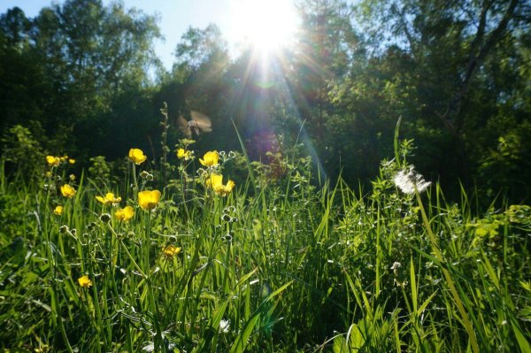 Поляна Солнечная Поляна