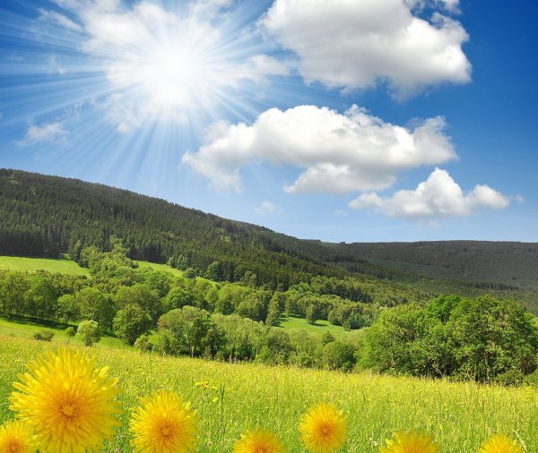 Поляна солнце