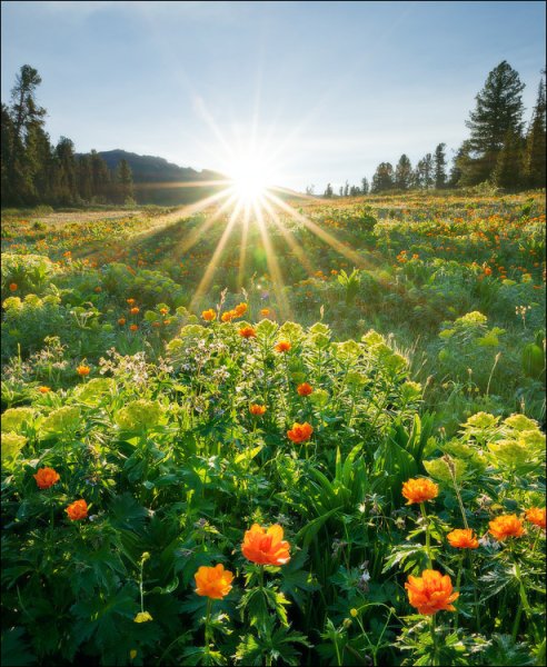 Солнце на лугу