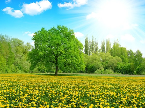 Поле солнце