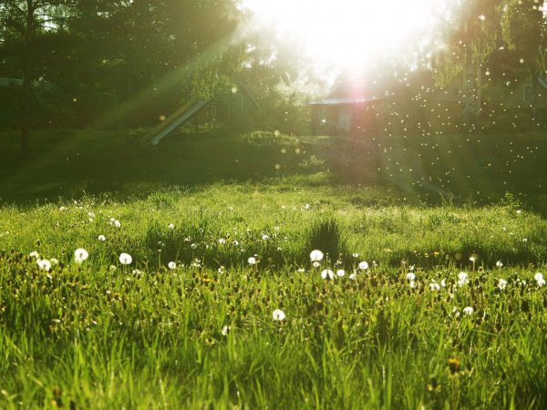 Лето лес солнце