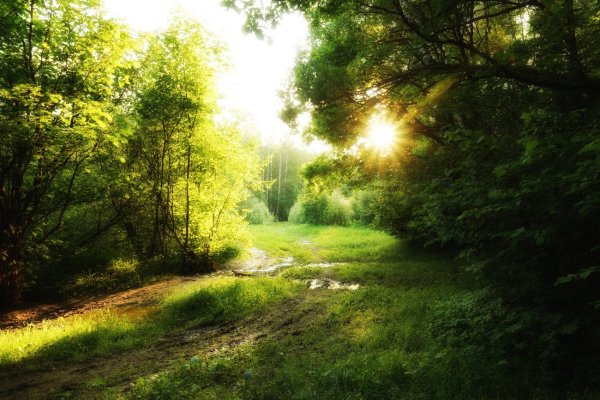 Летний фон с солнечным лучом