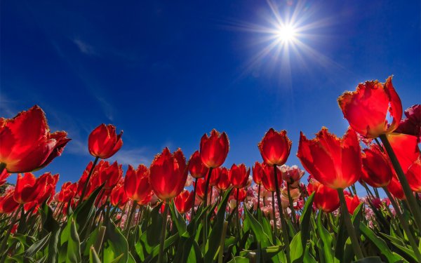 Поле тюльпанов голубое небо